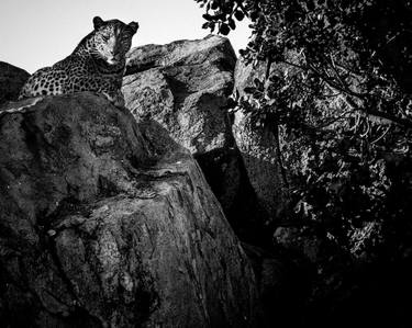 Original Figurative Animal Photography by Laurent Baheux