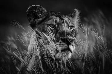 Original Animal Photography by Laurent Baheux