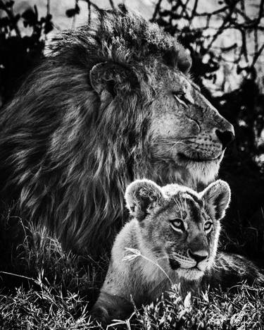 Lion cub and father under the acacia tree (07122) - Signed edition thumb