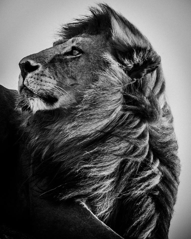 Lion always in the wind (8307) - Limited Edition 4 of 5 Photography by  Laurent Baheux | Saatchi Art