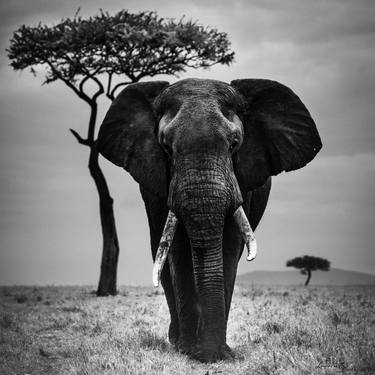 Elephant and acacia tree (05660) - Signed edition thumb