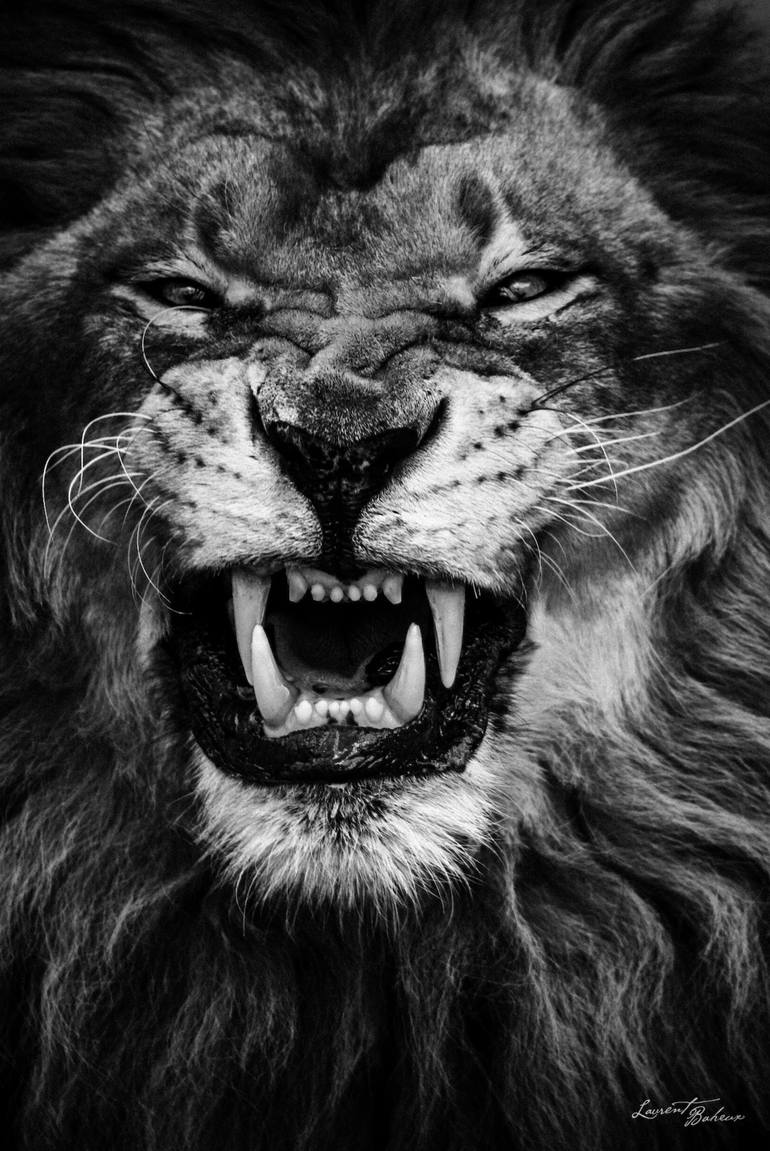 Lion Qui Rugit 0026 Signed Edition Photography By Laurent Baheux Saatchi Art