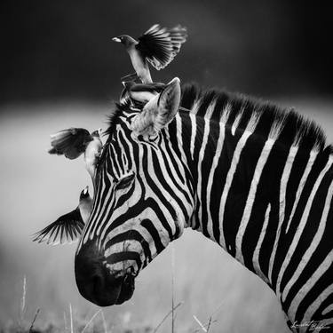 Original Fine Art Animal Photography by Laurent Baheux