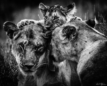 Original Portraiture Animal Photography by Laurent Baheux