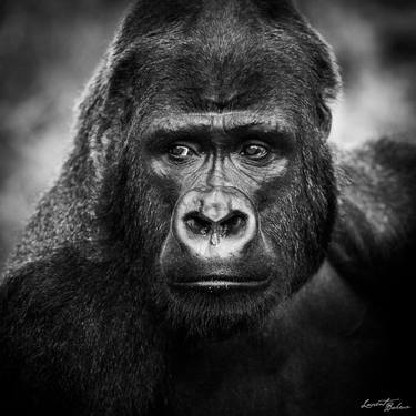 Portrait of gorilla (0825) - Signed edition thumb