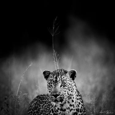 Original Portraiture Animal Photography by Laurent Baheux