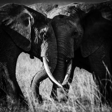 Print of Documentary Animal Photography by Laurent Baheux