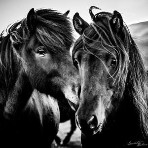 Collection Wild horses