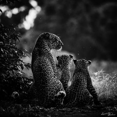 Print of Portraiture Animal Photography by Laurent Baheux