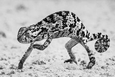 Print of Animal Photography by Laurent Baheux