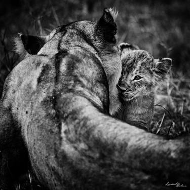 Print of Animal Photography by Laurent Baheux