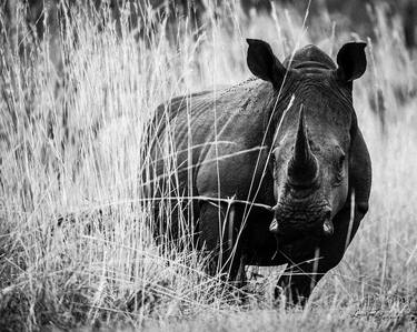 White rhino in the grass (8562) - Signed edition thumb