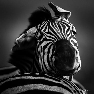 Print of Animal Photography by Laurent Baheux