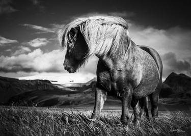 Print of Animal Photography by Laurent Baheux