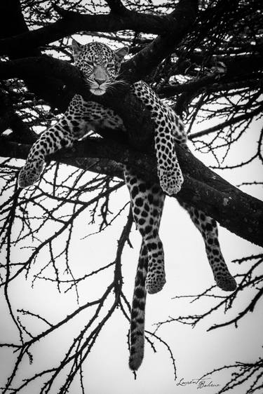 Tired leopard in a tree (07851) - Signed edition thumb