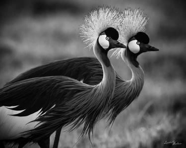 Print of Animal Photography by Laurent Baheux