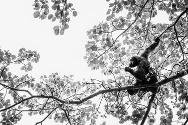 Chimpanzee in a tree (05959) - Signed edition thumb