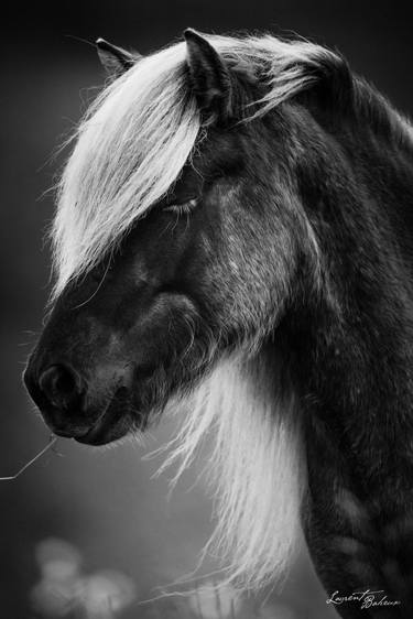 Print of Fine Art Animal Photography by Laurent Baheux