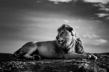 Print of Fine Art Animal Photography by Laurent Baheux