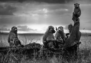 Original Fine Art Animal Photography by Laurent Baheux