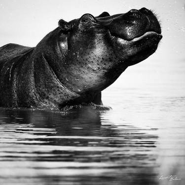 Hippo in the water (4204) - Signed edition thumb