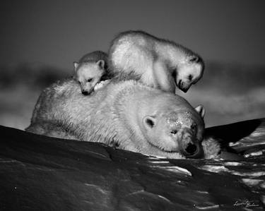 Original Fine Art Animal Photography by Laurent Baheux