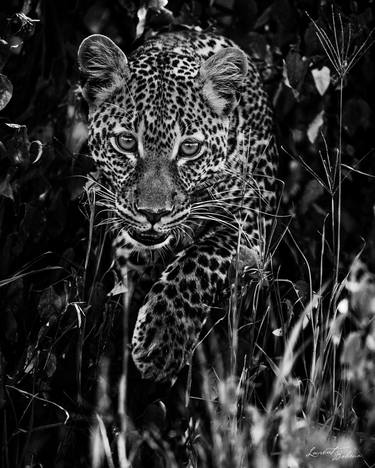 Jeune léopard dans les herbes 1 (6613) - Signed edition thumb