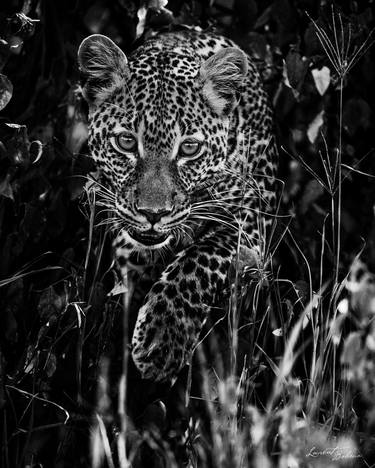 Original Fine Art Animal Photography by Laurent Baheux