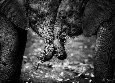 Original Fine Art Animal Photography by Laurent Baheux