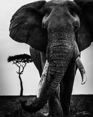 Original Fine Art Animal Photography by Laurent Baheux