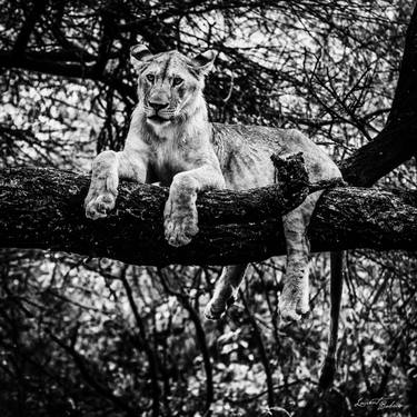 Print of Fine Art Animal Photography by Laurent Baheux