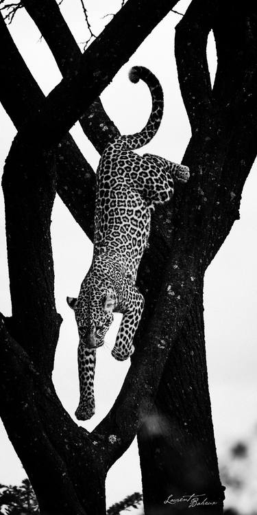 Leopard in a tree (08934) - Signed edition thumb