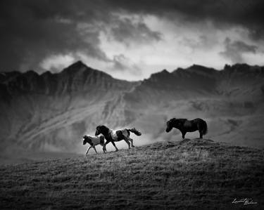 Original Animal Photography by Laurent Baheux