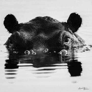 Original Documentary Animal Photography by Laurent Baheux