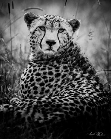 Original Animal Photography by Laurent Baheux