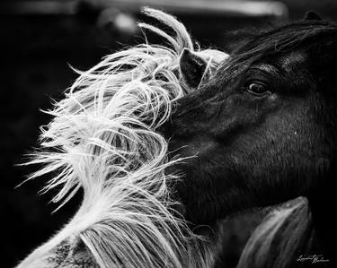 Original Figurative Animal Photography by Laurent Baheux