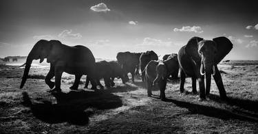 Original Documentary Animal Photography by Laurent Baheux