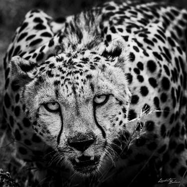 Original  Photography by Laurent Baheux