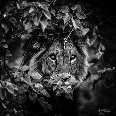 Print of Figurative Animal Photography by Laurent Baheux