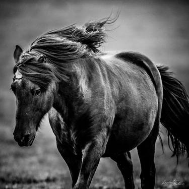 Original Figurative Horse Photography by Laurent Baheux