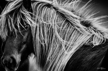 Original Horse Photography by Laurent Baheux