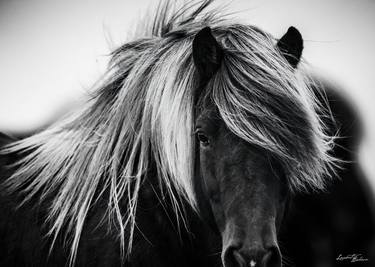 Original Figurative Horse Photography by Laurent Baheux