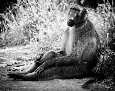 Baboon sitting on the ground (6919) - Signed edition thumb