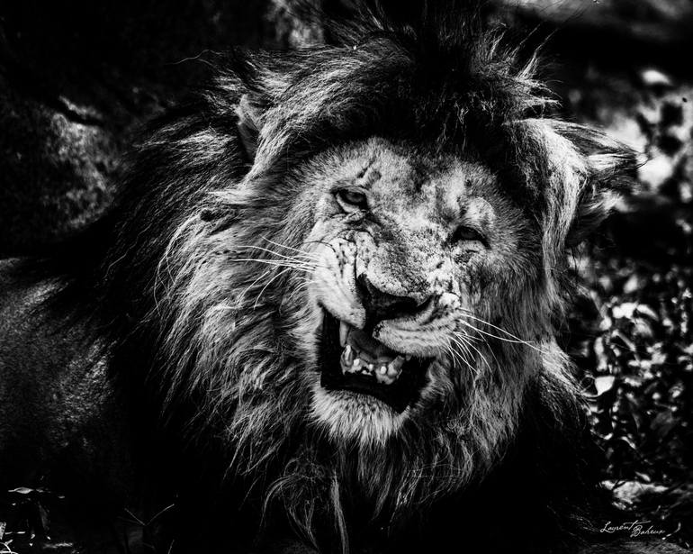 Print of Figurative Animal Photography by Laurent Baheux