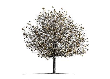 Original Fine Art Tree Photography by Janice Clements