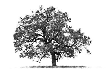 Print of Fine Art Tree Photography by Janice Clements