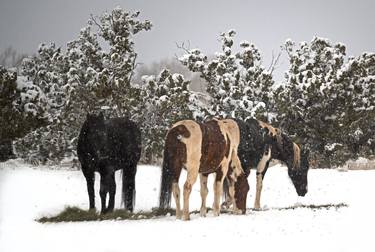 Horses Grazing in the Snow thumb