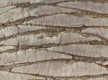 Original Documentary Tree Paintings by Sylvie Bayard