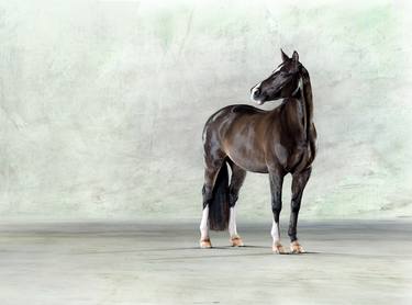Original Photorealism Horse Photography by Lindsay Robertson