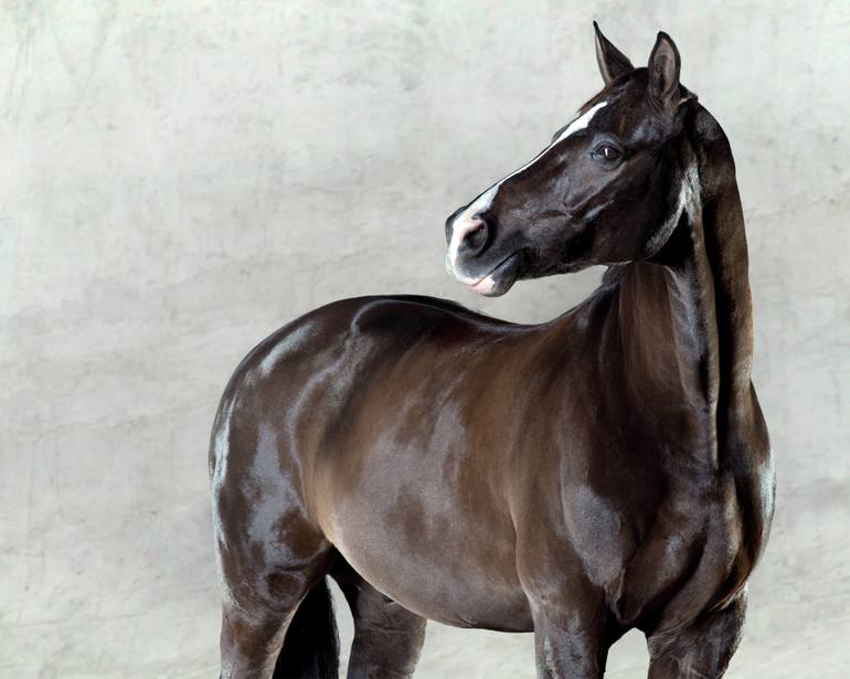 Original Photorealism Horse Photography by Lindsay Robertson